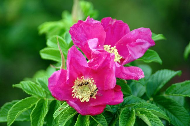 Rugosa rose, beach rose